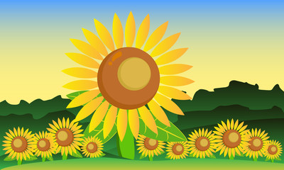 Sun Flower at the garden