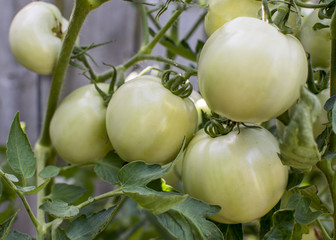 Green tomatoes on the vine
