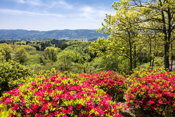 Fototapeta premium 山をバックにカラフルなツツジの花