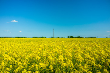 Yellow colza field