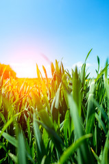Sunset above wheat field