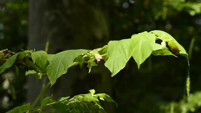 Tollkirsche, Atropa belladonna, Bl&uuml;te, t&ouml;dliche Heilpflanze