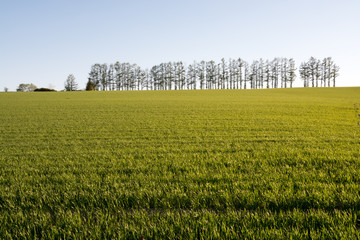 緑のムギ畑と松並木