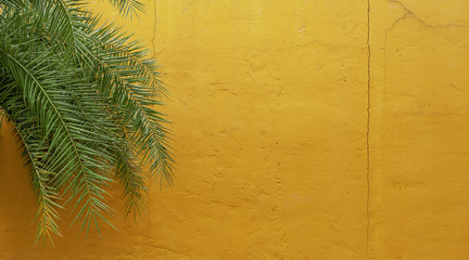 Yellow cement wall and green palm tree background