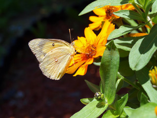 butterfly on flower