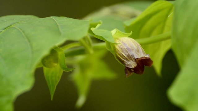 Tollkirsche, Atropa belladonna, Bl&uuml;te, t&ouml;dliche Heilpflanze