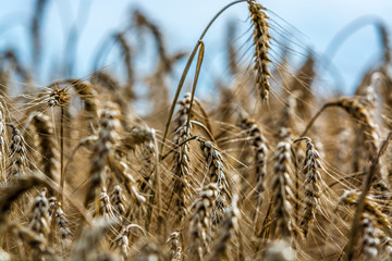 Obraz premium Wheat in the field close up