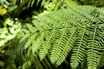 Fototapeta na wymiar Green fern leave background, selective focus