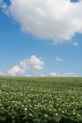 ジャガイモ畑の上に広がる青空