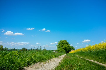 Fototapeta na wymiar Yellow colza field