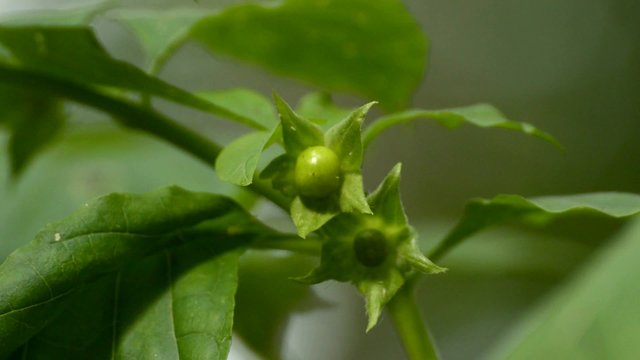 Tollkirsche, Atropa belladonna, Bl&uuml;te, t&ouml;dliche Heilpflanze