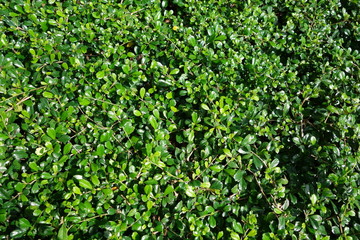 Fukien tea tree (Carmona retusa) green background