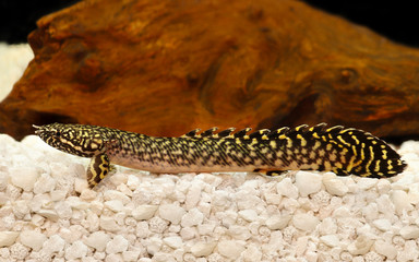 Fototapeta premium Aquarium fish Delhezi Ornate Bichir Eel Catfish Polypterus ornatipinnis