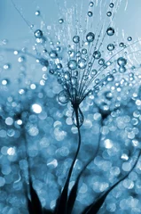 Photo sur Plexiglas Dent de lion Dewy dandelion flower close up