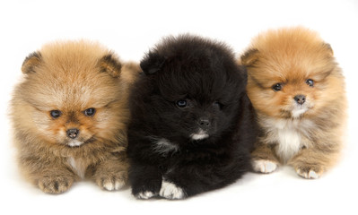 Puppies Pomeranian lying on a white surface