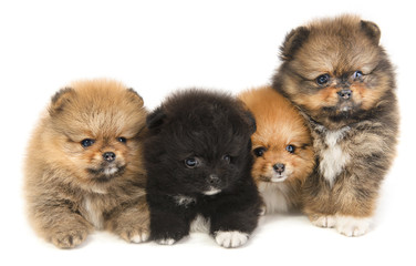 Puppies Pomeranian lying on a white surface