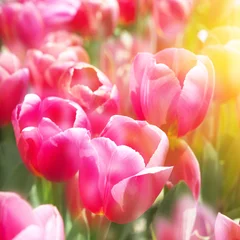 Printed roller blinds Pink Tulip
