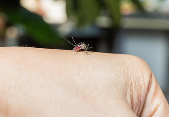 mosquito