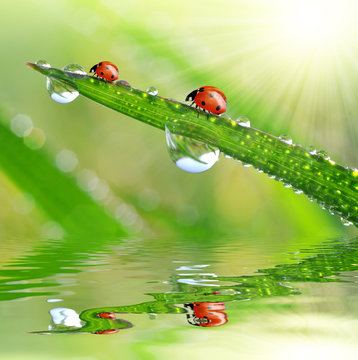 Fresh morning dew on green grass and ladybirds