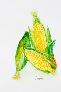 corn'watercolor painted