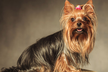 Naklejka premium side view of a cute yorkshire terrier puppy dog