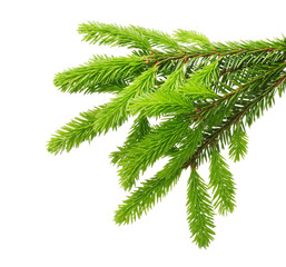 Naklejka premium Pine tree branch