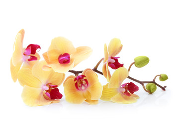 Orchid flower branch isolated