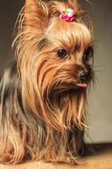 the cutest little yorkshire terrier sticking out her tongue
