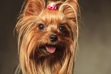 closeup picture of a happy little yorkshire terrier puppy dog fa