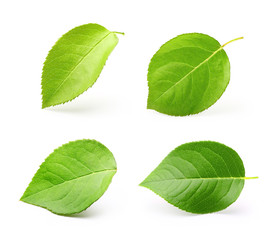 Apple leaves isolated