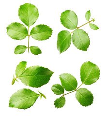 Rose leaves isolated