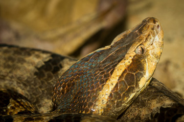 Malayan Pit Viper Snake