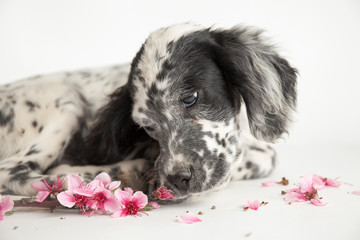 Cucciolo di cane  setter inglese che gioca con fiori di ciliegio, Pelo bianco e nero a macchie....