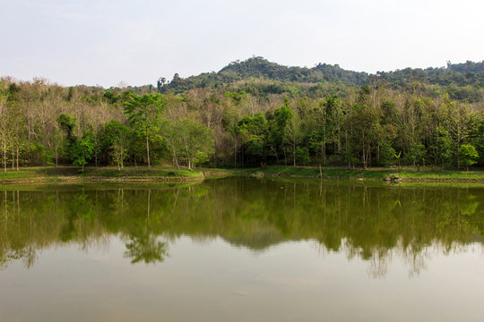 Lake in forest