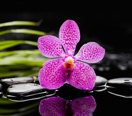 Pink orchid and stones with green leaf background