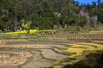 収穫期を迎えた農村