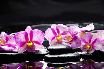 Spa still life with flowering branch of the orchid
