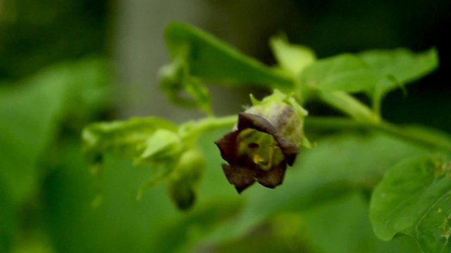 Tollkirsche, Atropa belladonna, Blüte, tödliche Heilpflanze