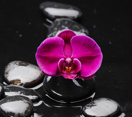 tranquil spa scene-pink orchid with black stones