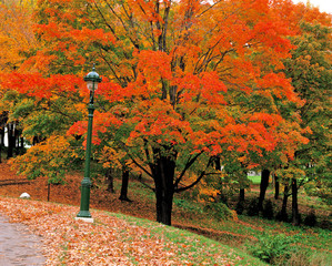 モントリオールの公園の紅葉