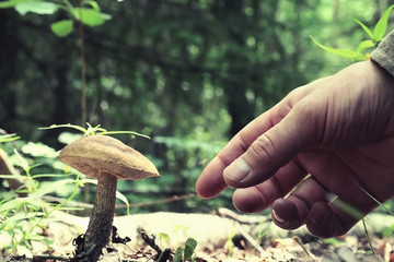 collect mushrooms macro