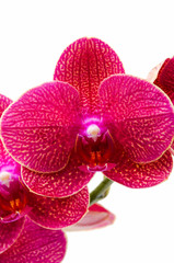 orchid