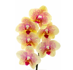 Close up of a pink orchid - isolated on white - high key image