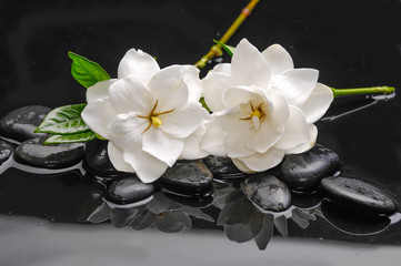 Obraz na płótnie Canvas Two gardenia with green plant on black pebbles 