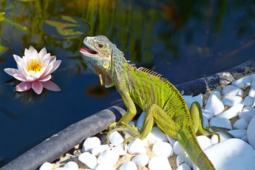 Iguana sits on the bank of the pond. It opened her mouth to cool