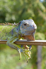 Portrait of green iguana on a background of green garden
