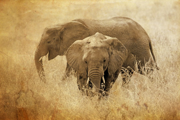 Young african elephants in vintage sepia tone