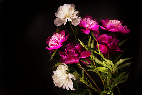 Fototapeta Colorful flowers on black backgroung - colorful peonies