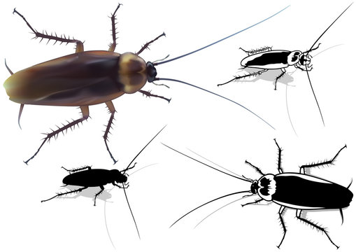 Cockroach (Blattella germanica) - Detailed Illustration