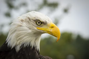 Foto op Plexiglas American bald Eagle portrait © Sander Meertins